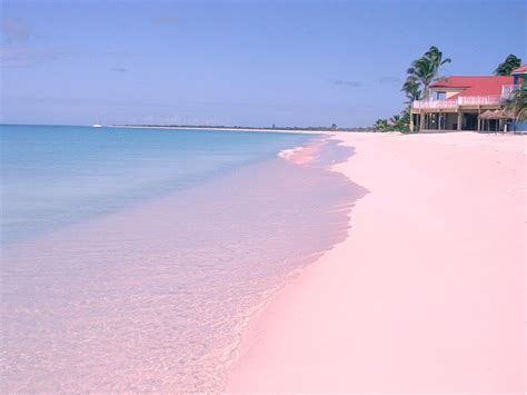 The pink sand at Low Bay, Barbuda. Description from ...