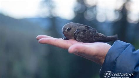 Black Swift Movement Ecology | Experiment