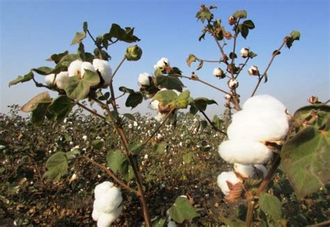 Cotton Cultivation; Planting, Harvesting Guide | Asia Farming