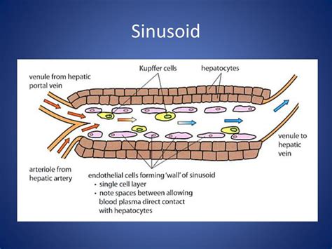 PPT - The Liver PowerPoint Presentation, free download - ID:2334453