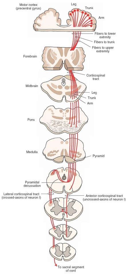 The corticospinal tract. This tract arises from the motor cortex ...