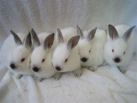 Californian rabbit Rabbits For Sale | New York, NY #121331