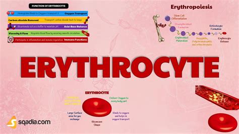 Erythrocyte | RBC Histology | Erythrocyte Cells Physiology