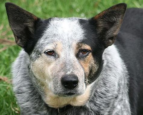 Bluey, the world's oldest dog ever! Bluey, born in 1910, lived in a ...