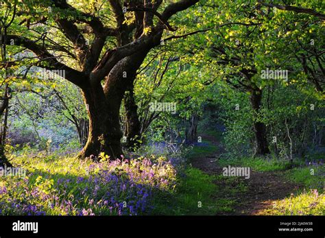 Powerstock Common, Dorset Wildlife Trust nature reserve. UK Stock Photo ...