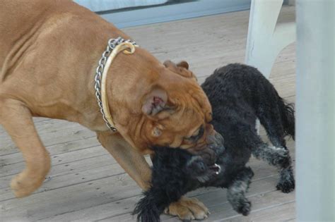 File:Bullmastiff playing with poodle.jpg - Wikimedia Commons