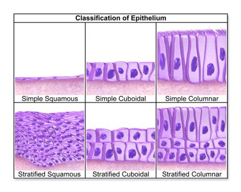 Connective Tissue, Muscle Tissue, Epithelial Tissue, & Nervous Tissue