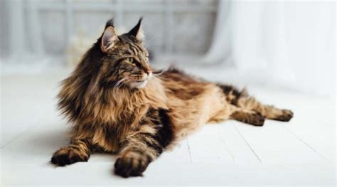 Maine Coon Persian Mix Cat Breed Overview - Love Your Cat