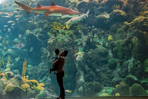 12 Best Aquariums in Florida You Shouldn't Miss - Florida Trippers