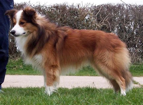 Light Brown Border Collie | [#] Lunawsome