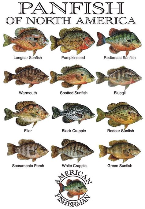 Panfish of North America #JustFishing | Panfish, Salmon fishing, Fish