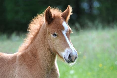 Free Images : meadow, sweet, cute, pasture, stallion, mane, fauna, thoroughbred, vertebrate ...