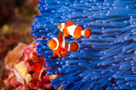 Clownfish Breeding Guide (Everything You Need to Know) - Avid Aquarist