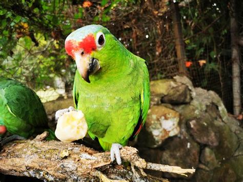 Jungla de Panama Wildlife Refuge (Boquete) - 2020 All You Need to Know ...