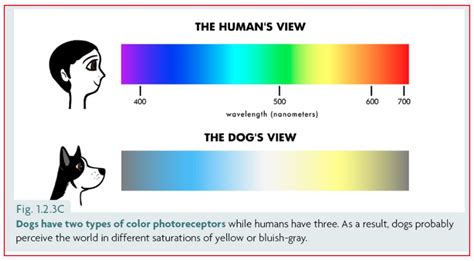 Dogs color vision - Help/How To - Shotcut Forum