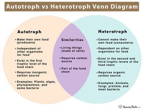 Autotrophs Definition Types Examples And Vs Heterotrophs