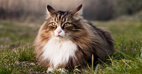 13 Large Cat Breeds that Make Great Pets - PureWow