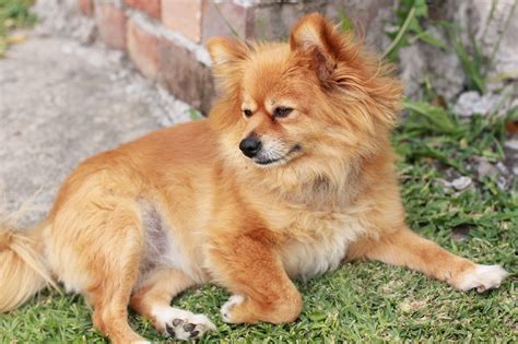 Pomeranian Information - Dog Breeds at thepetowners