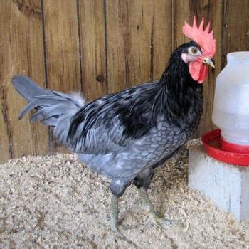 Chicken Breed Focus - Blue Hen of Delaware