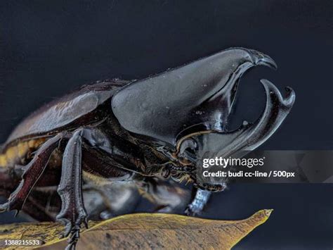 340 Rhinoceros Beetle Habitat Stock Photos, High-Res Pictures, and ...