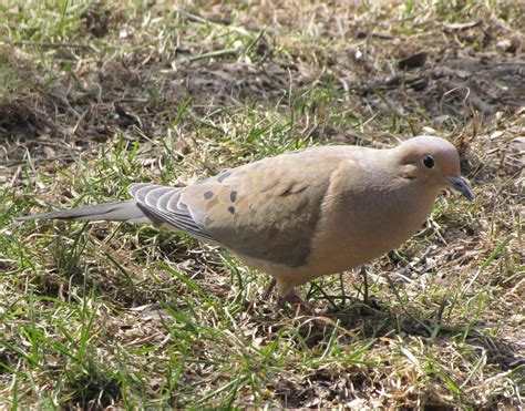 A Female Mourning Dove ? - a photo on Flickriver