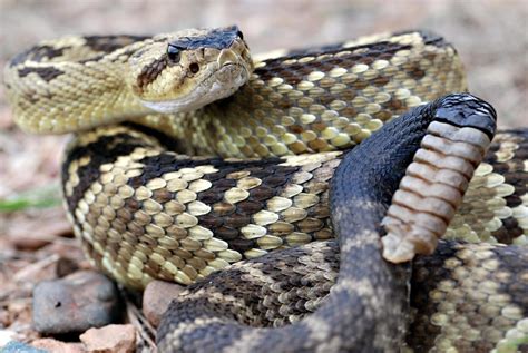 What is a Black-tailed Rattlesnake (Crotalus molossus) | Southwest Explorers