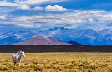 Running Free in the San Luis Valley – Light Scavenger