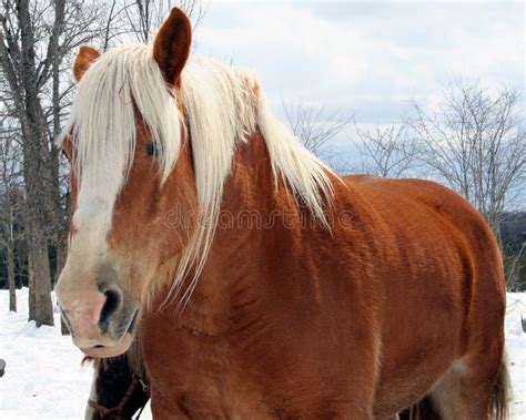 Draft Horse stock image. Image of draft, hairy, belgian - 2768171