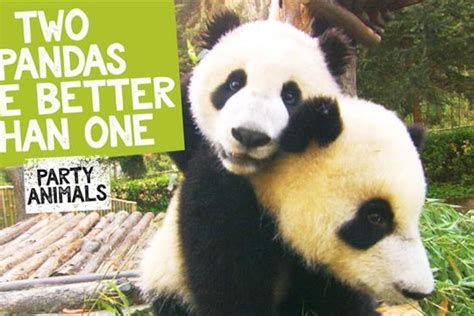 Giant Panda Habitat Facts