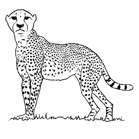 How to draw a Cheetah - Sketchok easy drawing guides