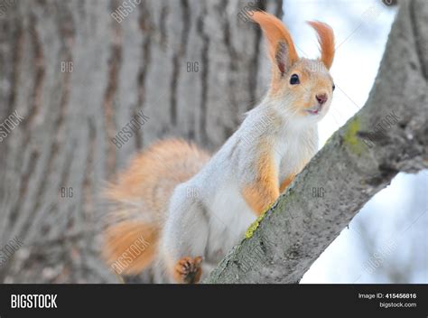 Squirrel Winter. Red Image & Photo (Free Trial) | Bigstock