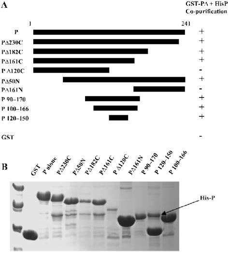 Mapping of the P oligomerization domain. (A) Schematic representation ...