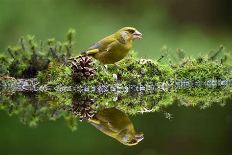 Nature & Wildlife Photography Lenses | Nikon