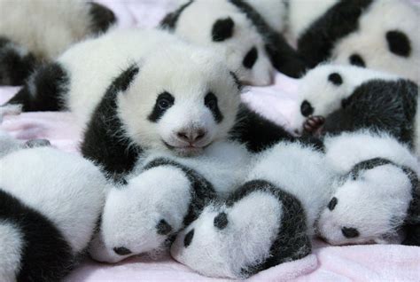 Baby Panda Wallpapers - Wallpaper Cave