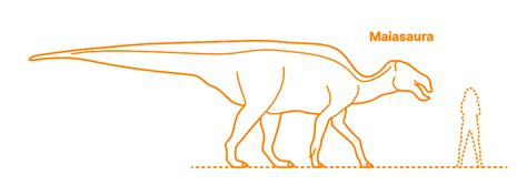 Maiasaura (Maiasaura peeblesorum) Dimensions & Drawings | Dimensions.com