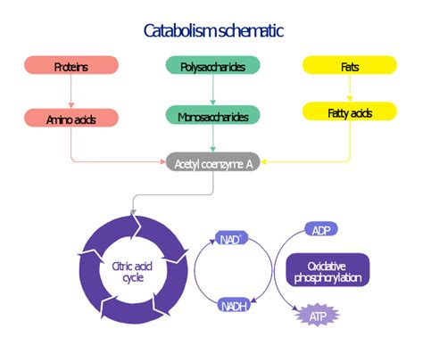 Catabolism schematic - Biochemical diagram