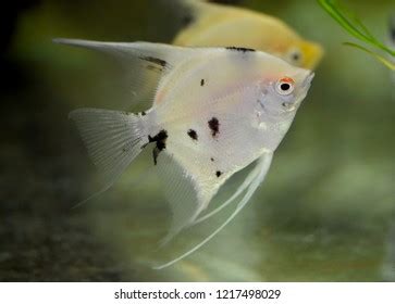 239 Vieja Cichlid Images, Stock Photos & Vectors | Shutterstock