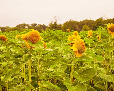 Pick Your Own at Garsons Farm - Queen On A Journey