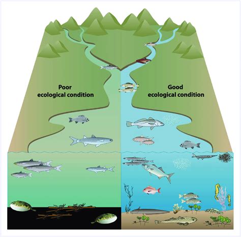 Conceptual diagram illustrating predicted responses of the estuarine... | Download Scientific ...