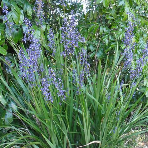 Dianella Caerulea Blue Flax Lilly - Westlake Nursery