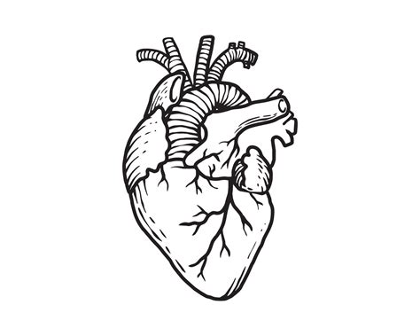 el corazón humano en la ilustración de contorno. anatomía del órgano de ...