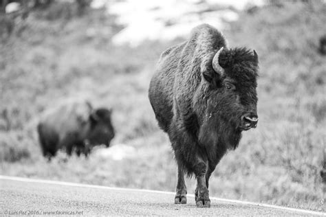 Yellowstone Park Bison Herd – Fáunicas