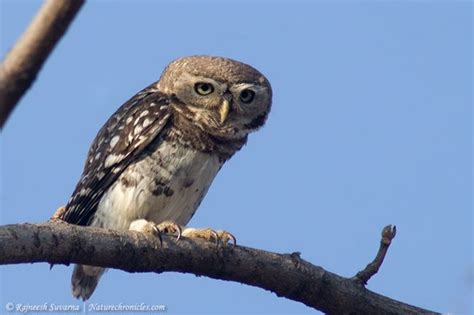 Forest Owlet | Animals, Owlet, Owl