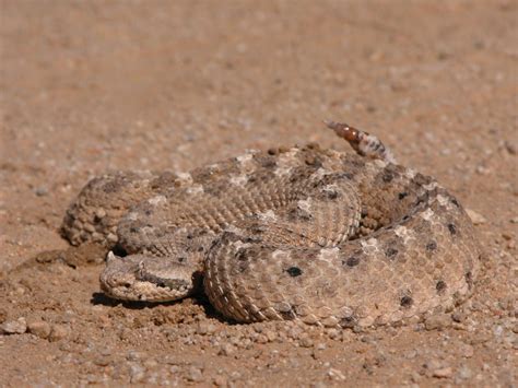 Snake sightings common in Mojave Desert, on base > Edwards Air Force ...