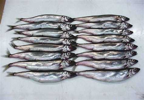 Capelin - Capelin Fish