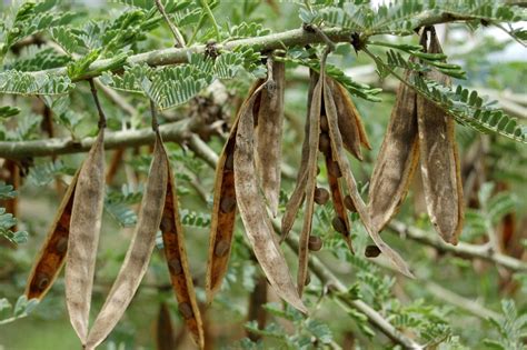 Acacia (Acacia oerfota) pods, East Africa | Feedipedia