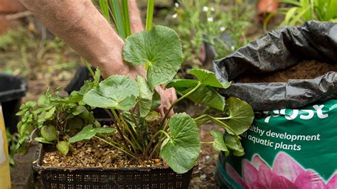 A guide to native pond plants | WWT