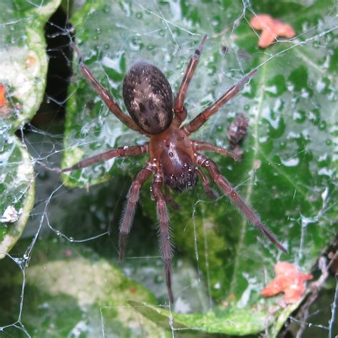 BugBlog: Blue lace web spider portrait