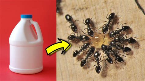 How to get rid of ants in the house with vinegar – Fast acting remedy ...