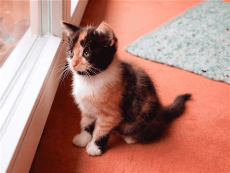 Calico Kittens: Everything You Need to Know | The Dog People by Rover.com